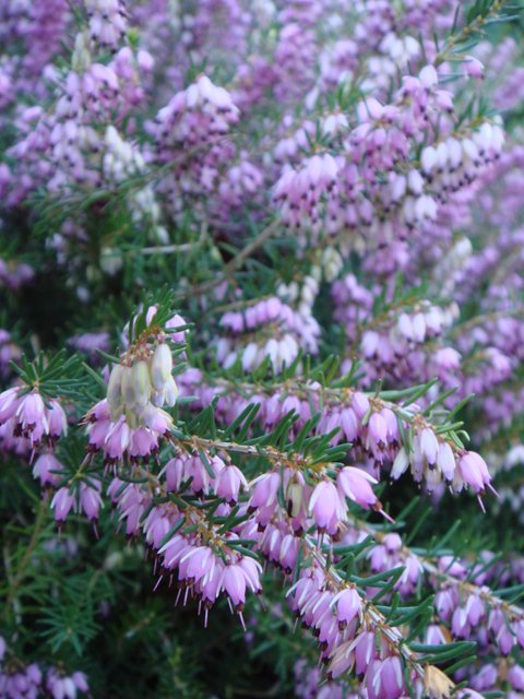 Erica cinerea 'Cevennes' fleur